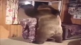 这是哪个国家的熊