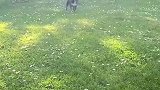这狗子有点太快乐了，建议送它去上学