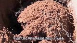 穿山甲打洞速度有多快镜头解密全过程，简直就是“凿壁穿山机”