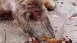 猴子爸爸带娃迷惑行为