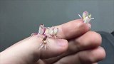男子手上开满“小白花”,可一眨眼的功夫,小花全都“复活”了!