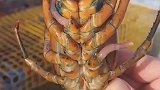 这只波士顿龙虾也太可爱太萌了，两只大钳子可能丢了