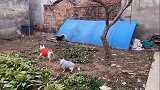 刚回村的斗牛犬和土狗面面相觑，强龙也难压地头蛇