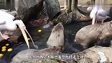 这俩傻鸟太笨了，仗着嘴大就想一口吞下水豚，太高估自己了吧
