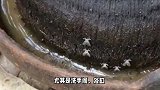 随手拍一下卫生间的小黑虫，男子被迫摘除眼球！这种虫几乎家家有