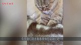 铲屎官给猫咪掏耳朵，猫咪一脸嫌弃，表情逐渐狰狞，太可爱了！