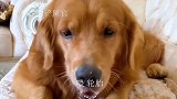 金毛和主人的日常：主人让金毛买一根糖，金毛机智花光主人一百块