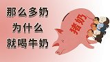 人为什么不喝猪奶？