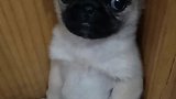巴哥犬犯错被主人罚站，吓得瑟瑟发抖，小眼神超级无辜