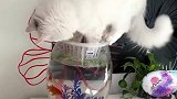 猫：咋回事，咋抓不到鱼呢！