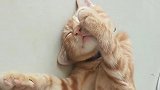 猫：主人别叫我，我睡会儿午觉！