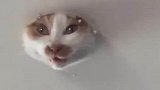 天花板上的猫，地板上的狗