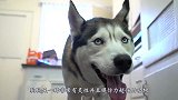 女子称自家狗狗会唱歌没人相信，当金毛开口那一刻，全场沸腾了！
