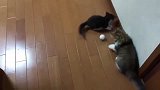 每当遇上一个小球，黑猫和大脸猫的友谊说翻就翻