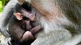 新生猴宝宝哭闹，愤怒猴妈妈虐待它