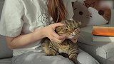 小姐姐撸猫日常，这猫咪貌似不情愿的样子，咋回事呢