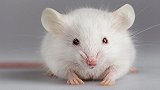 将人类这种细胞移入老鼠体内会怎样？美国科学家：能让老鼠聪明！