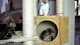 呆萌的小猫咪上线，这小表情好可爱，我能抱回家吗