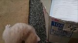 被遗弃的小奶猫，一路跟着小伙跑，求他收养！