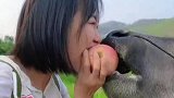 这才是真的牛了个牛厉害了
