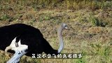 世界上最蠢的鸟，总忘记自己不会飞而摔死，蠢到快要灭绝！