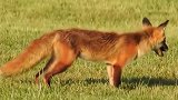 动物世界：狐狸挑衅大黑狗