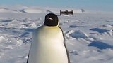 企鹅就是动物界的哈士奇,从这走路的姿势就看得出来!