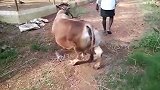 印度农民卖牛现场，这牛看着怎么是发育不良啊
