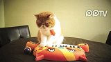 超萌猫咪弹MeowMeow琴