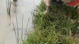小姐姐稻田中抓黄鳝，动作娴熟一看就是老手，抬头瞬间惊艳了