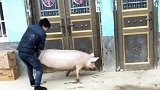 没了那件粉色战袍抓猪变得有些困难