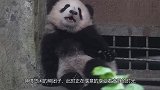 靠在铁门边上打呵欠的熊团子被吓到：奶爸奶妈，不带这样吓宝宝的