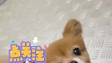 狗狗走丢后被邻居送回家，到家门口还给邻居作揖感谢