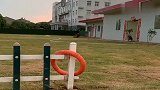 两狗狗的破坏力真强，围栏都被拔起来了，太厉害了