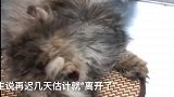 曾经的流浪猫，如今已是甜甜的小宝贝！