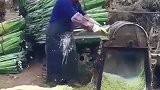 剑麻，做轮船缆绳的最好材料，防碱极好还不腐蚀