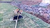 我给狗子们在山上做狗狗庄园的最新进度，你们说缺点啥？