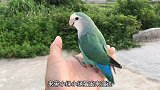 小绿蛋咬下路边一朵花放主人手上，小鸟都会送主人花了