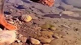 这假动作太完美了