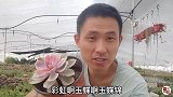 玉蝶锦彩虹多肉植物度夏有啥妙招？听刚哥怎么说？