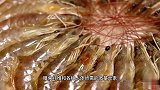 虾头究竟能不能吃是“黄”还是“屎”，大多数人一直都弄错了