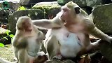 打完儿子，猴妈觉得很内疚，又极力安慰儿子，猴妈真是厉害