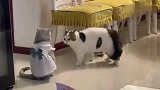 给母猫咪买了件新衣服，公猫不乐意了，穿这么漂亮给谁看