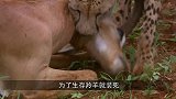 机智驼鹿将狼引入水中，野狼不知是圈套，镜头记录全过程！