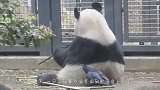 鸟儿偷啄熊猫毛，当场被抓，大熊猫直接上演“辣手摧鸟”