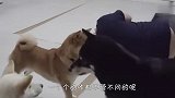 铲屎官突然倒地,3只柴犬看到后,反应要笑喷了