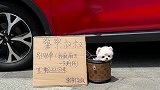 养狗千日，用狗一时