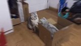 猫咪被连抡5巴掌，吓得紧闭双眼，喵：我不敢动