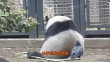 乌鸦作死挑衅猫鼬，猫鼬的反应绝了：我发起火来狮子都怕