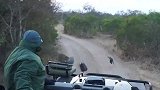 男子开车追鸟，怎料一只豹子突然出现，一跃而起捕食鸟儿！